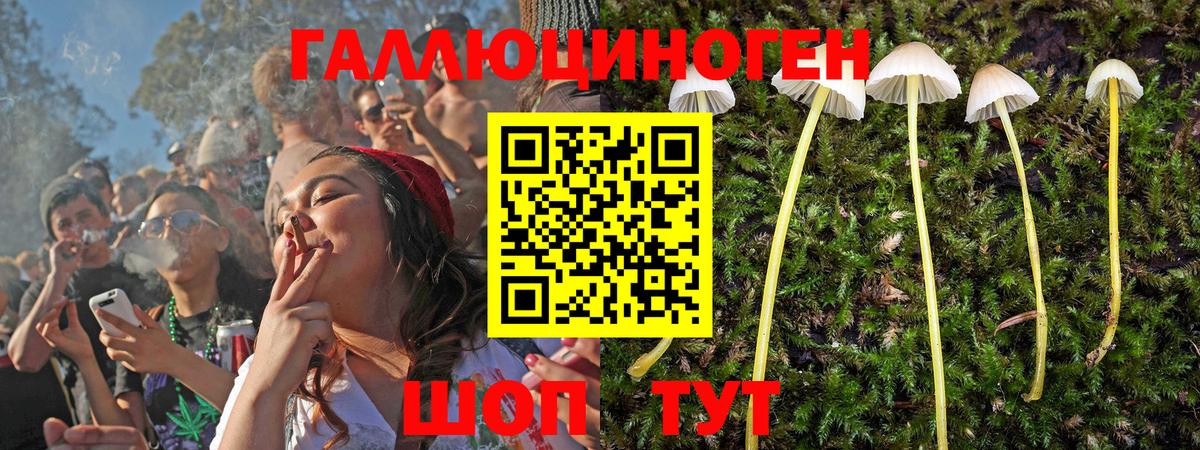 Псилоцибиновые грибы Psilocybine cubensis Тайшет