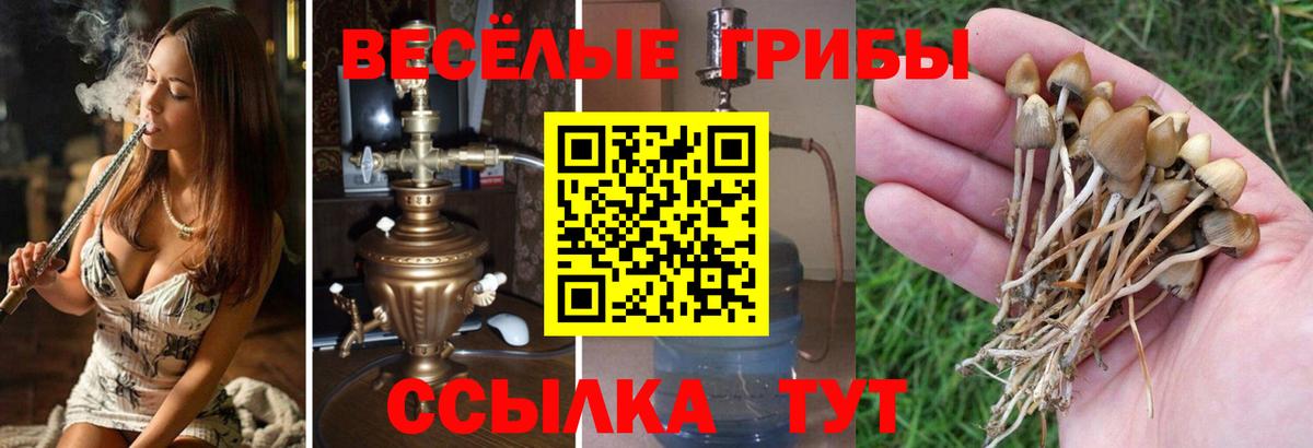 цена   Псилоцибиновые грибы мицелий  Вход с VPN  Тайшет 